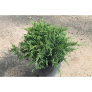 Ялівець козацький Тамарисцифолія С3